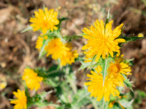 Macro view of pretty yellow flowers on a green thistle Scolymus hispanicus