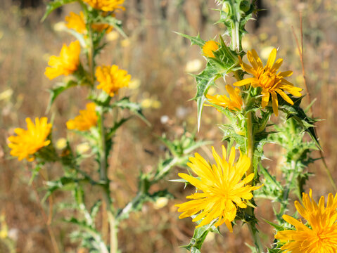 Macro view of pretty yellow flowers on a green thistle Scolymus hispanicus
