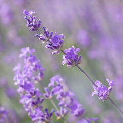 Lavender flowers close-up on a blurry background of blooming purple flowers. Flowering lavender background. Summer floral background. Square size. Soft focus.