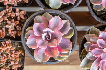 cactus succulents in a planter