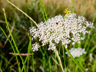 White-flowered umbel belonging to a Daucus Carota plant wild carrot