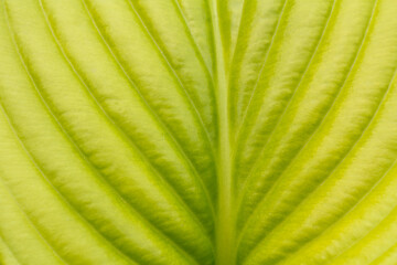 Green leaf surface with natural pattern in the garden.