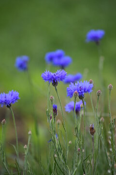 Cornflower