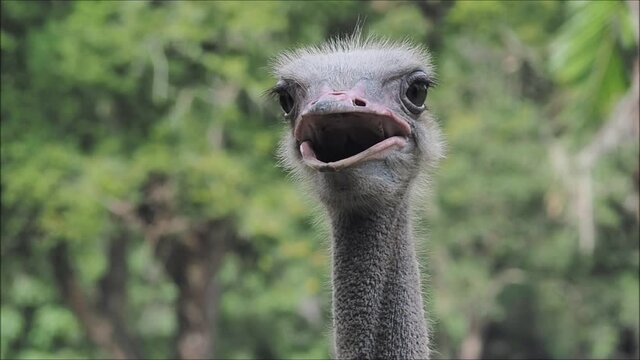 ostrich speaking to you