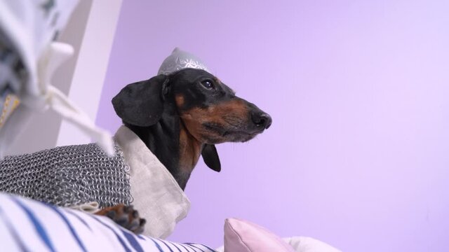 Dachshund dog in knights helmet and chain mail sits on barricade built from handy materials and interior items, side view, close up. Rolls of toilet paper fly forward like catapult warheads