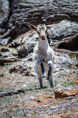 Wild goats were introduced to Australia in the 19th century for hunting	