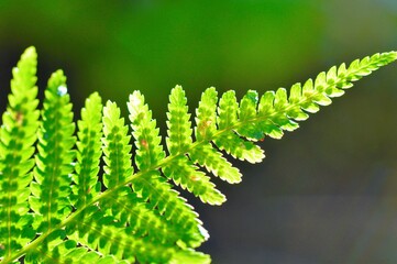 green fern leaf