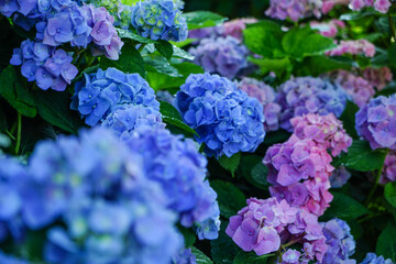 大阪市の宿泊施設「ホテル・ロッジ舞洲」のあじさい