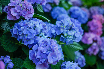 大阪市の宿泊施設「ホテル・ロッジ舞洲」のあじさい