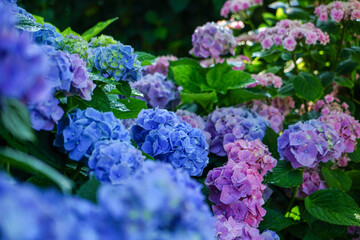 大阪市の宿泊施設「ホテル・ロッジ舞洲」のあじさい