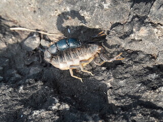 scorpion on the rock