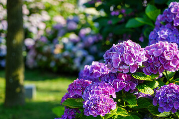 大阪市の宿泊施設「ホテル・ロッジ舞洲」のあじさい