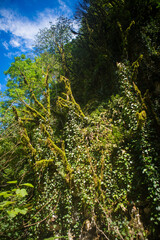 green rainforest where the trees are covered with moss