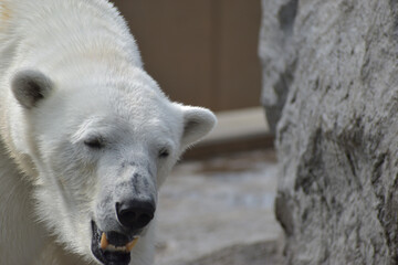 旭山動物園　シロクマ