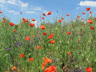Field with red poppies on a background of blue sky