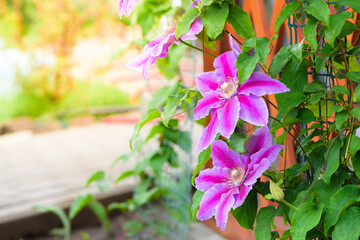 purple pink large clematis flowers on a grid in the home garden . macro photo of flowers, close-up, space for text