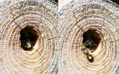 solitary honeybee: before and after attack _ honeybee exposed mandible