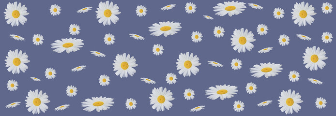 Flower composition. Chamomile flowers on a blue background. Spring, summer concept.