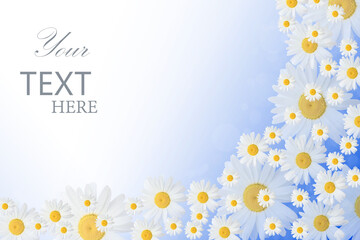 Banner with camomile flowers with a blue background. Banner with camomile. Spring or summer background