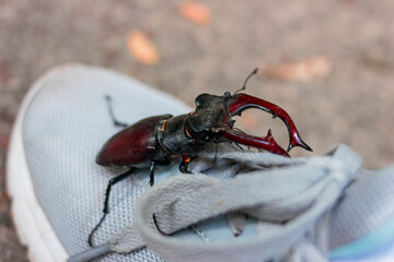 A large beetle with horns sits on a cross, a brown insect