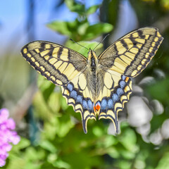 Fototapeta na wymiar butterfly - papillon