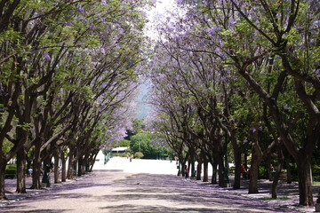 Photo from Athens national gardens and public Zappeion hall with beautiful Jacaranda trees in blossom, Athens centre, Attica, Greece