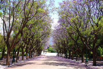 Photo from Athens national gardens and public Zappeion hall with beautiful Jacaranda trees in blossom, Athens centre, Attica, Greece