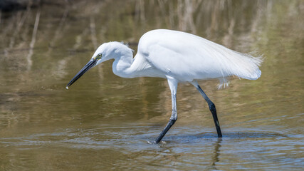 Aigrette