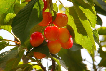 Cherry on a branch