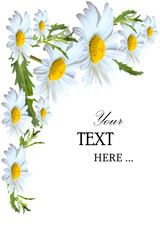 Banner with camomile flowers on a white background. Banner with blooming medical chamomile flowers. Spring or summer background