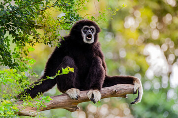 Gibbon on the tree in the zoo.
