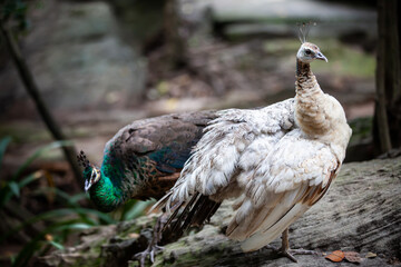 close up faces and feathers on the peacock head.