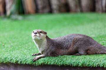 oriental small-clawed otter, Asian small-clawed otter.