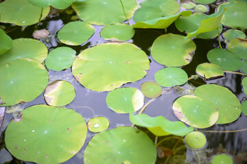 Lotus leaves with drops of water