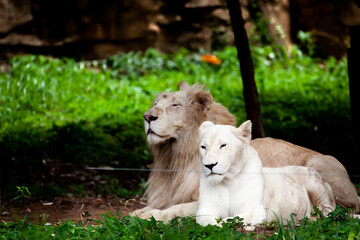 The white lion, bleached lion.
