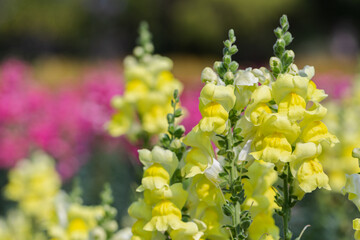 Snapdragon flower and green leaf in garden at sunny summer or spring day. Yellow flower.