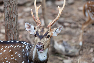 Chital, Cheetal, Spotted deer, Axis deer, National Park in Thailand.