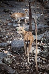 Chital, Cheetal, Spotted deer, Axis deer, National Park in Thailand.