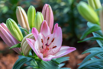 Asiatic lily or Asiatic lilies flower in garden at sunny summer or spring day. Pink flower.