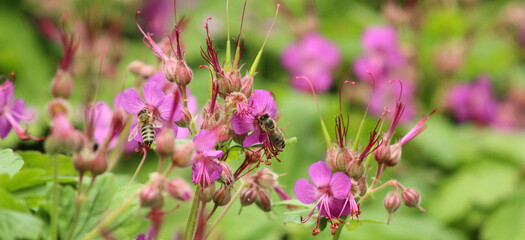 Storchschnabel beliebte Bienenpflanze