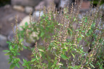 Small green leaves texture background with beautiful pattern