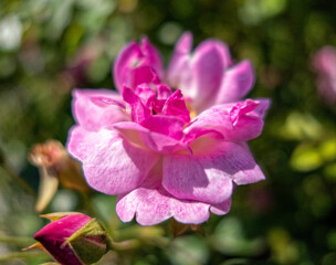 Obraz premium pink rose flower close up with extremely shallow depth of field in the garden