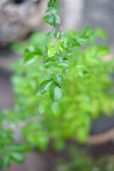 Small green leaves texture background with beautiful pattern