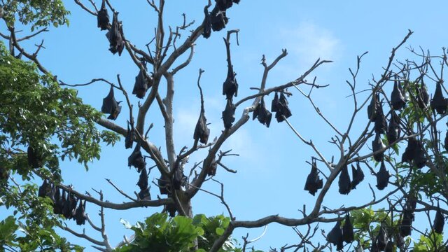 Bat colony hundreds of bats hanging upside down from a tree, flying foxes, covid-19, coronavirus bats