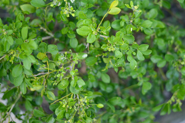 Small green leaves texture background with beautiful pattern