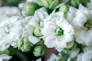 Home plant. Home flowers. Blooming Kalanchoe with white flowers.