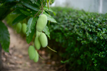 Lots of green mangoes hanging on tree