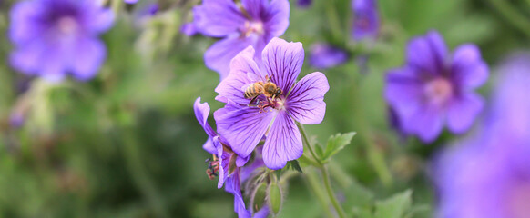 Pracht-Strochschnabel / Geranium mit Biene