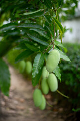 Lots of green mangoes hanging on tree
