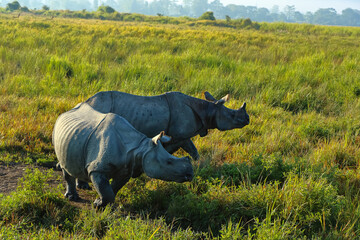 A pair of one horn rhinos grazing alongside each other  during early morning animal safari at Kaziranga national park Assam India on 07 December 2016 © Sandeep